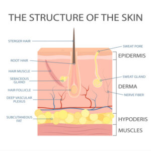 anatomy of skin illustration